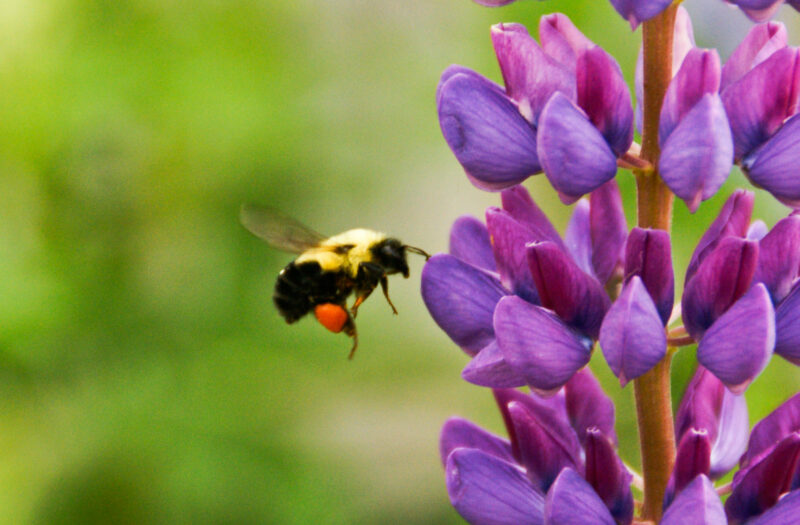 View Bumble Bee Free Stock Image