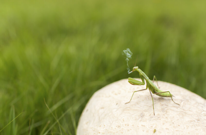 Praying Mantis Free Stock Photo