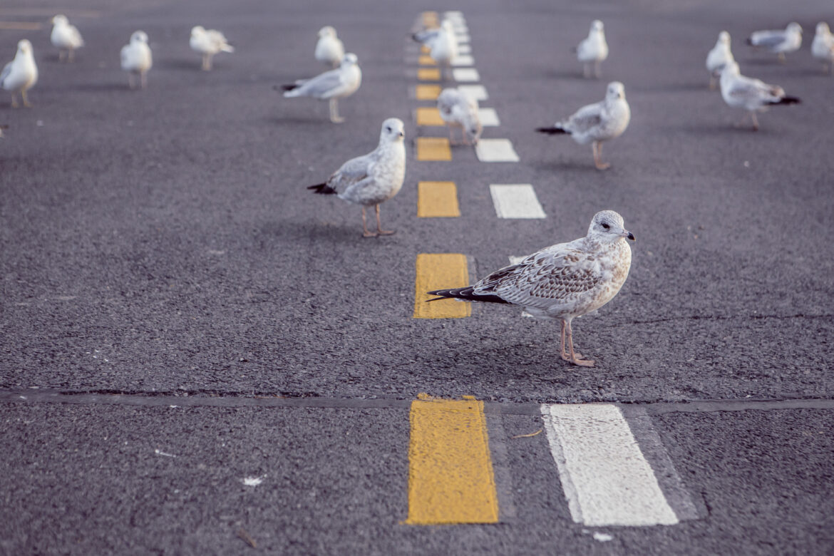 Seagulls on Road Free Stock Photo