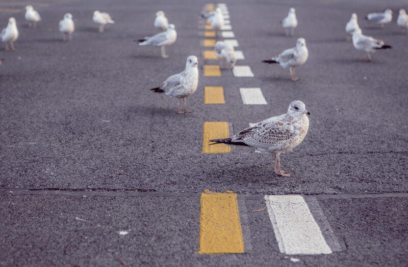 Seagulls on Road Free Stock Photo