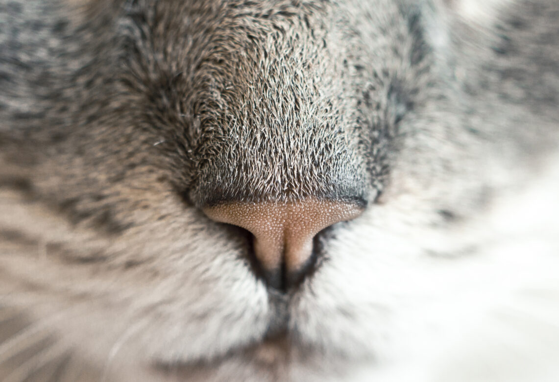 Cute Cat Nose Free Stock Photo
