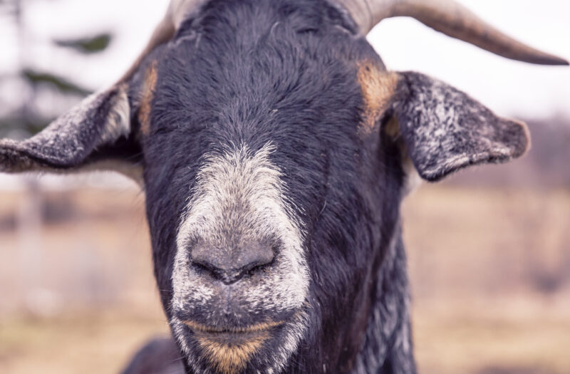 Happy Goat Free Stock Photo