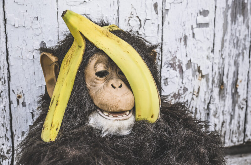 Banana & Chimpanzee Free Stock Photo