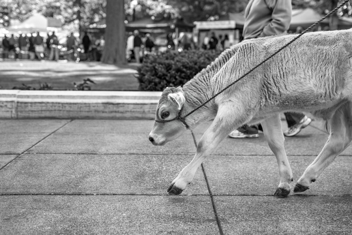 Pet Cow Free Stock Photo