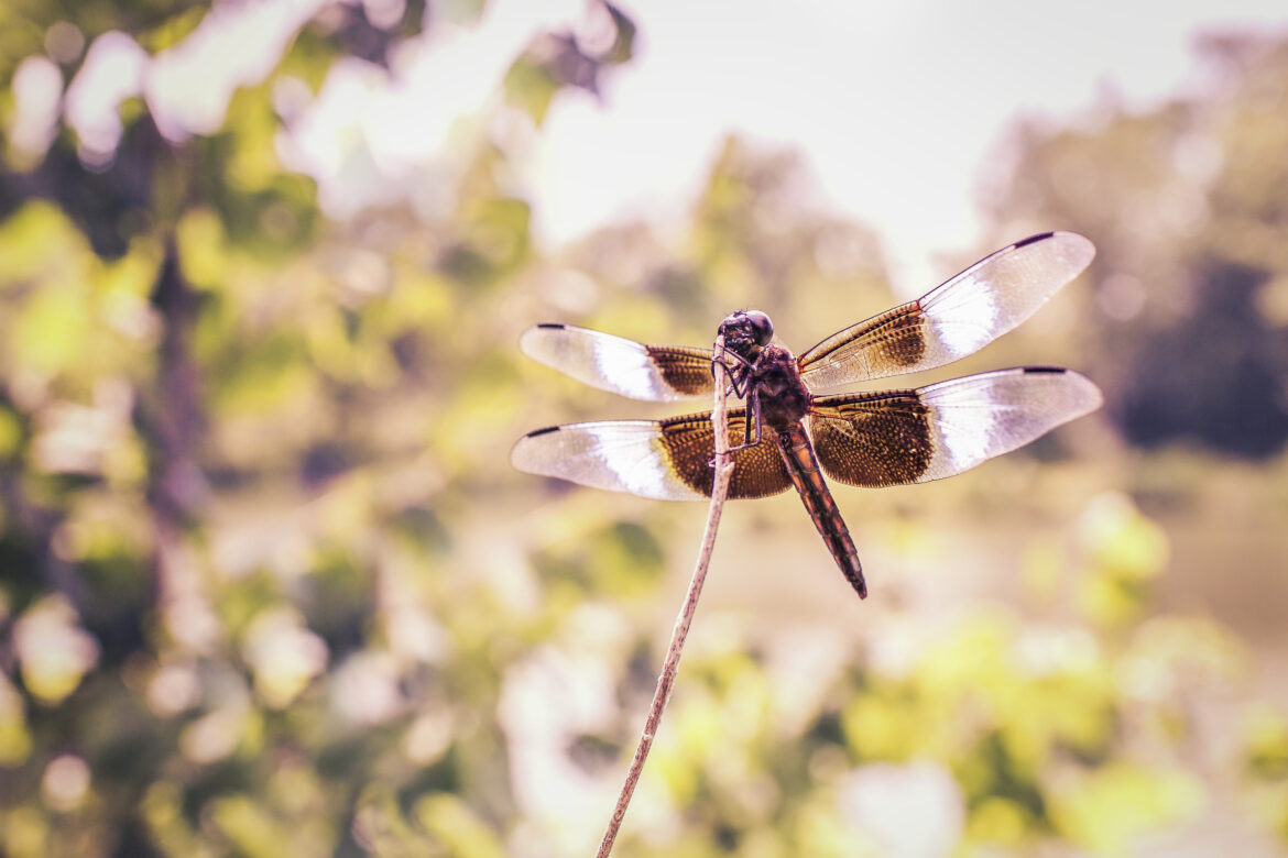 Flying Dragonfly Free Stock Photo