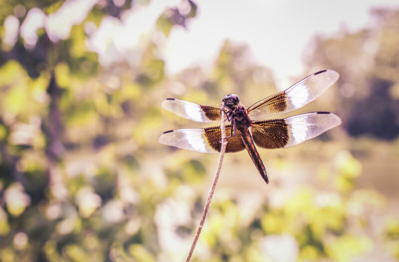 View Flying Dragonfly Free Stock Image