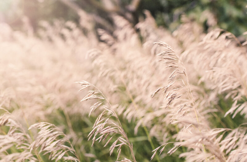 Summer Wheat Fields Free Stock Photo