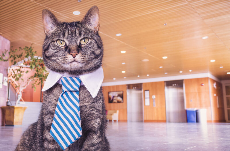 View Business Cat Free Stock Image