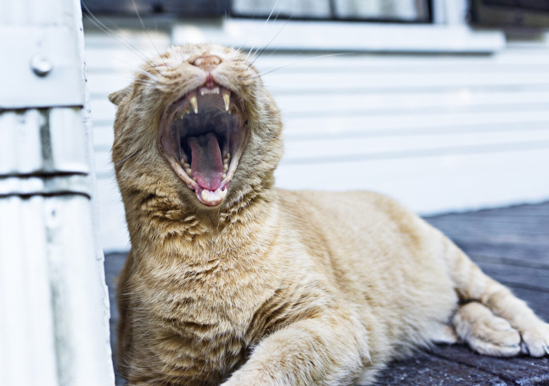Yawning Tabby Cat Free Stock Photo
