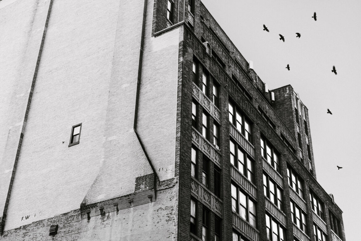 Birds Flying Above Building Free Stock Photo