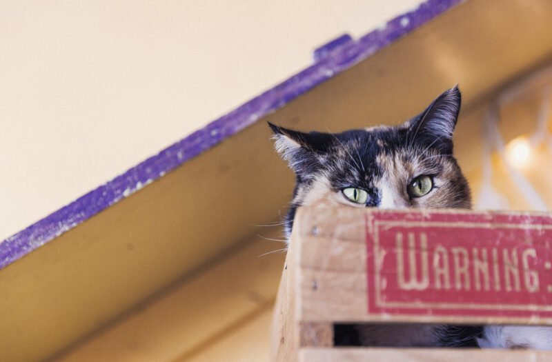 Cat Hiding in Box Free Stock Photo