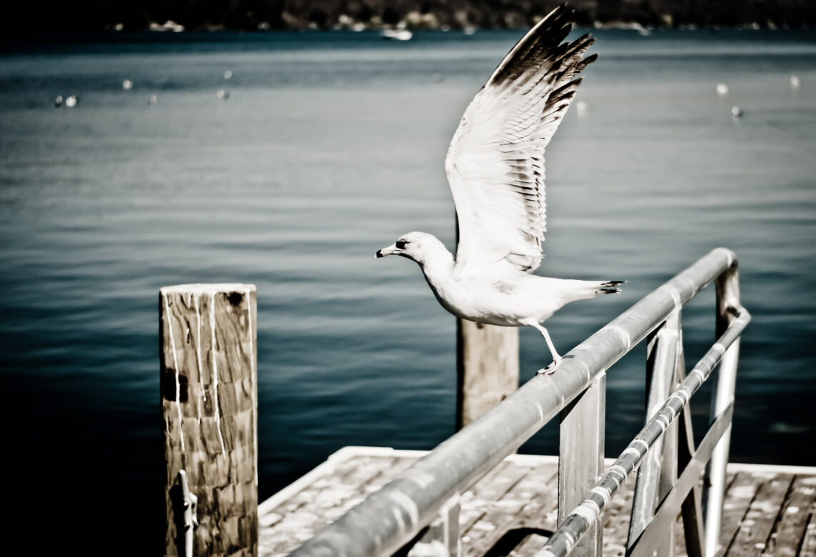 White Seagull Free Stock Photo