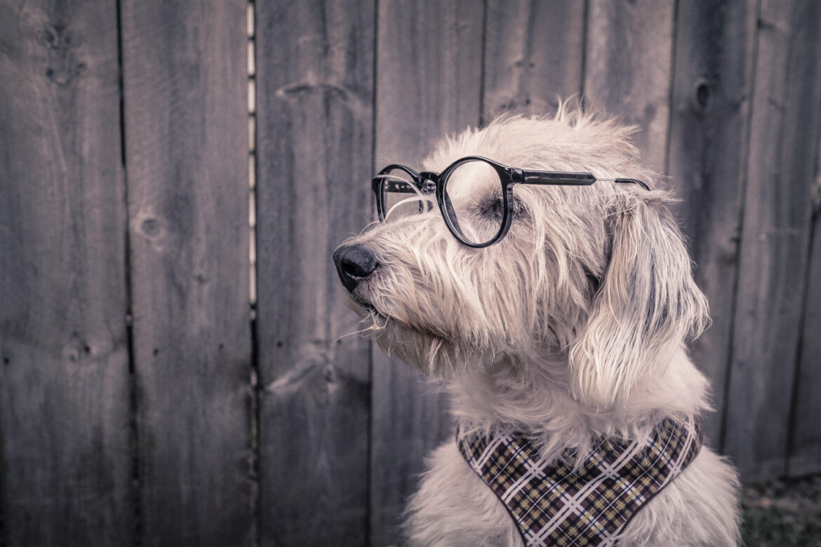 White Dog With Glasses Free Stock Photo