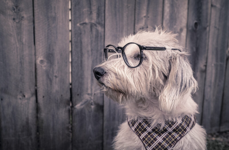 White Dog With Glasses Free Stock Photo