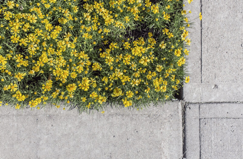 Yellow Flowers on Sidewalk Free Stock Photo
