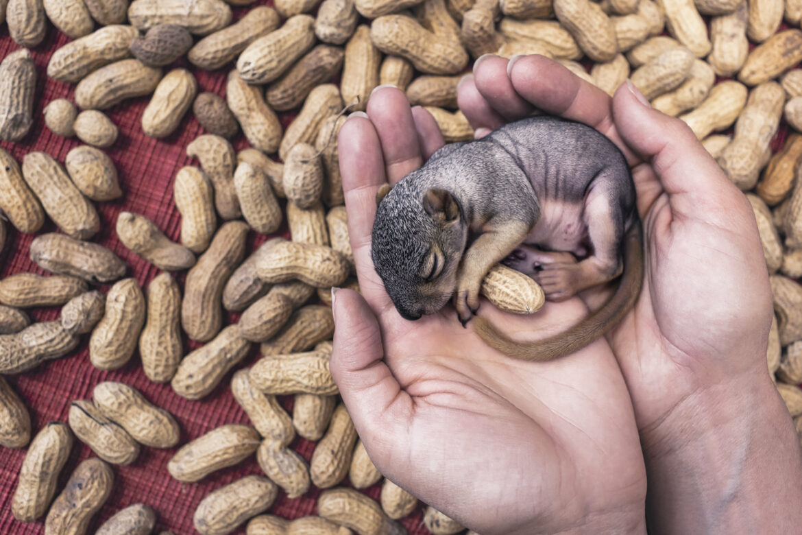 Baby Squirrel Free Stock Photo