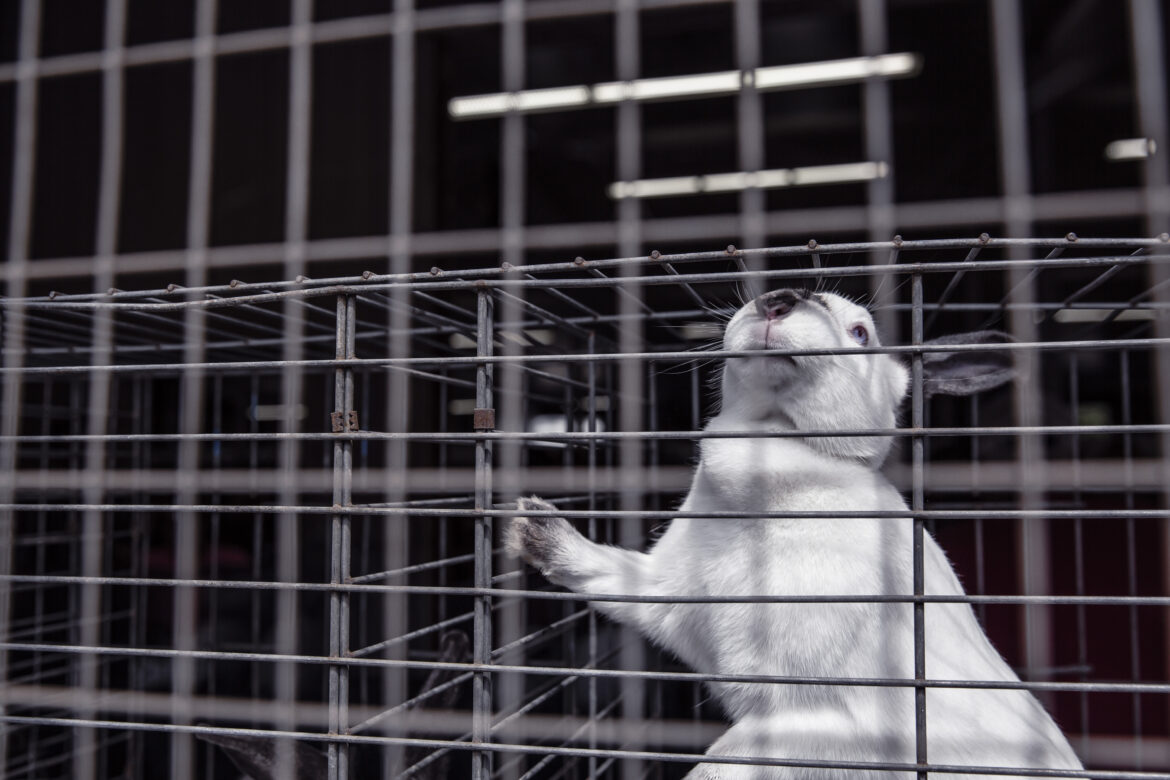 Sad Caged Pet Rabbit Free Stock Photo