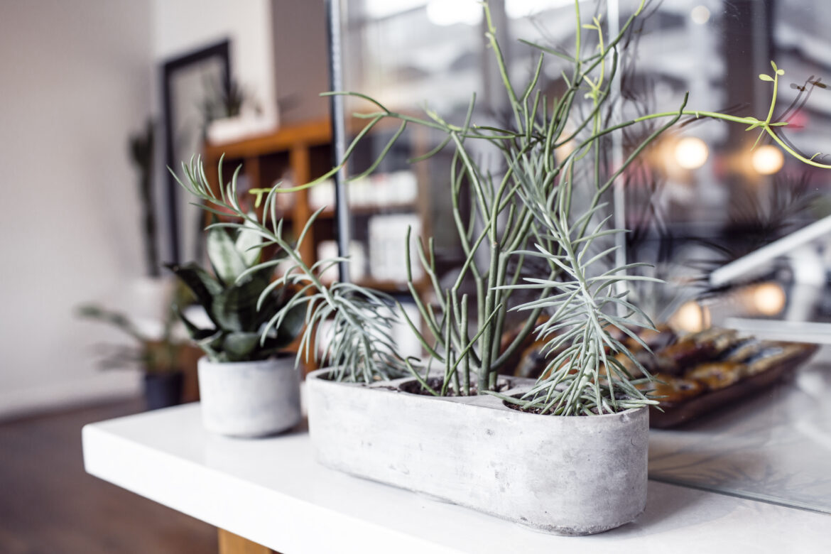 Plants Growing in Office Free Stock Photo