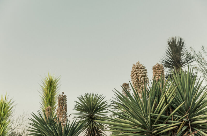 Cactus Growing in Desert Free Stock Photo