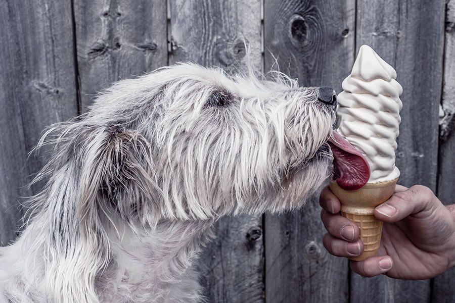 Dog Licking Ice Cream Free Photo - Gratisography
