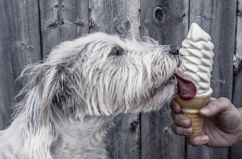 Dog Licking Ice Cream Free Stock Photo