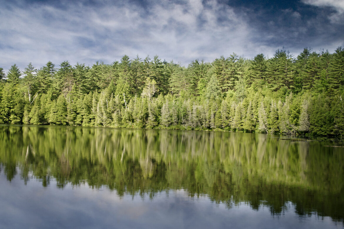 Beautiful Forest & Lake Free Stock Photo