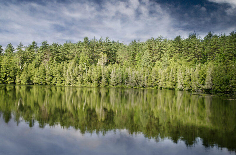 View Beautiful Forest & Lake Free Stock Image