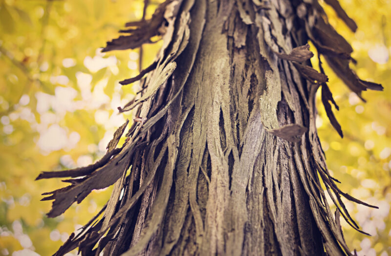 Tree in the Fall Free Stock Photo