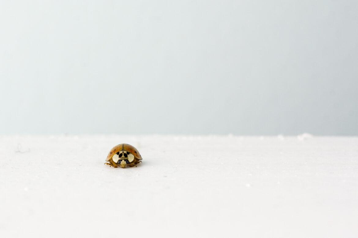 Small Isolated Ladybug Free Stock Photo