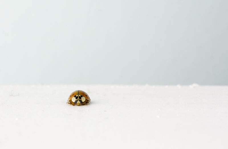 View Small Isolated Ladybug Free Stock Image