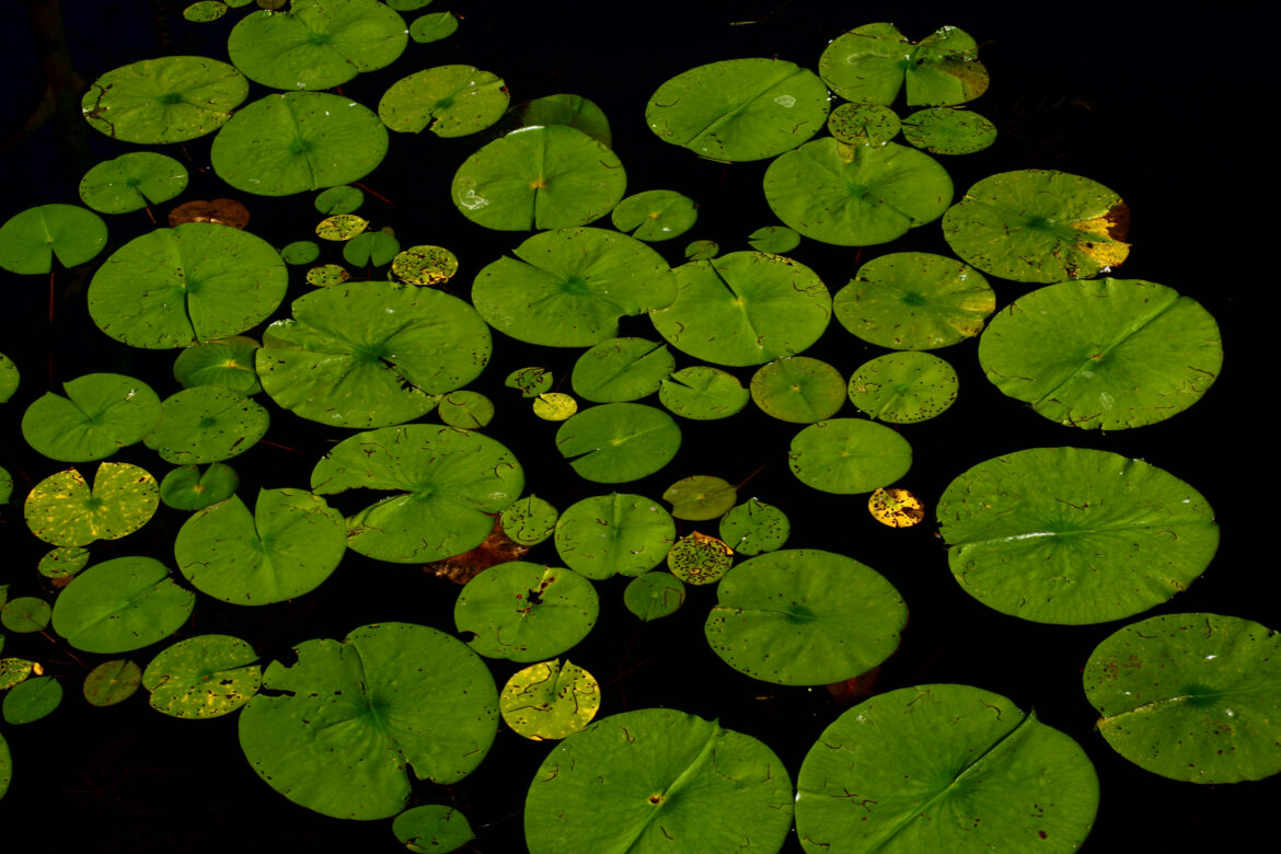Lily Pads on Pond Free Stock Photo
