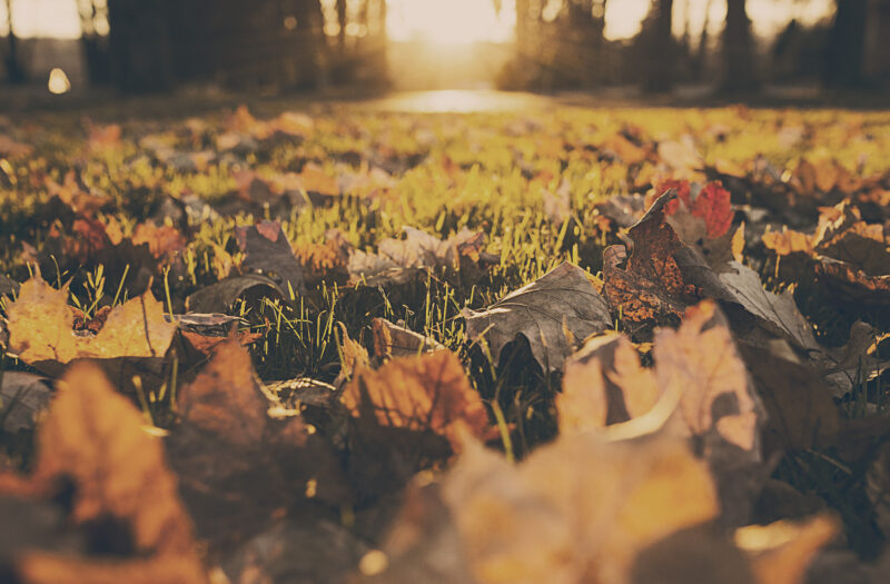 Leaves on Grass Free Stock Photo