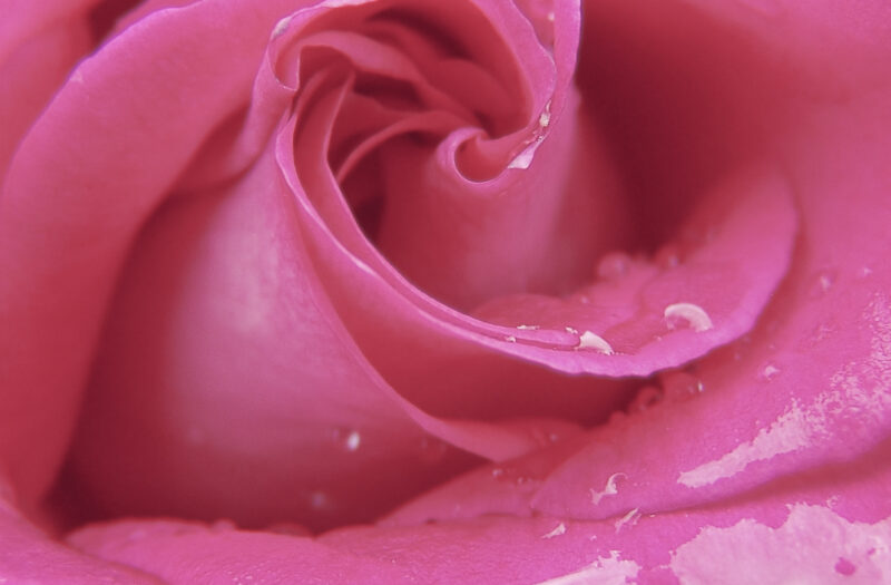 Pink Rose Free Stock Photo
