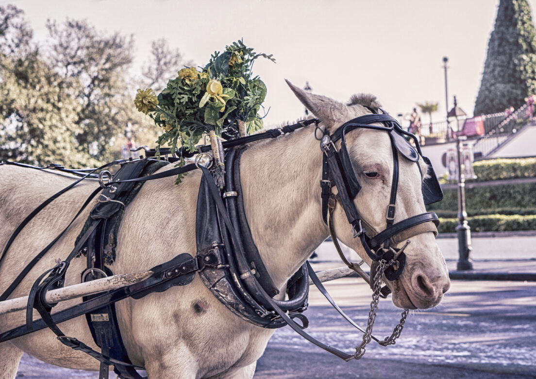 Horse Carriage Free Stock Photo