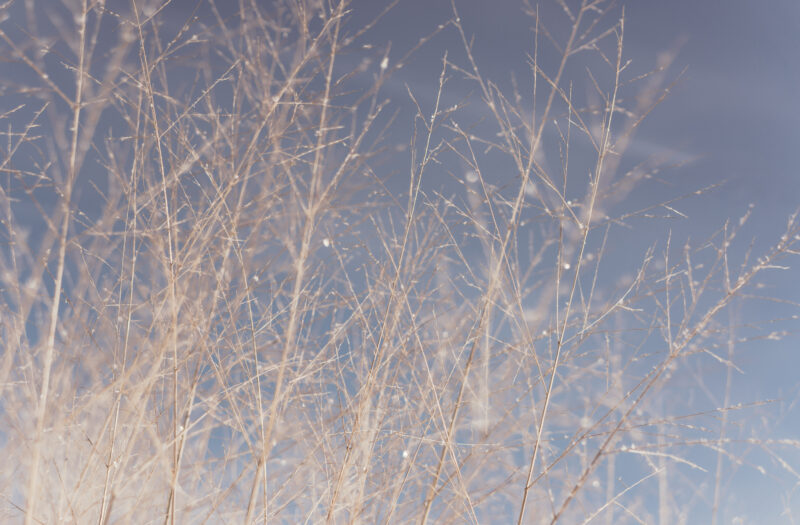 Twigs & Branches Free Stock Photo
