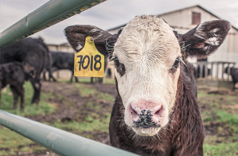 Tagged Cow Free Stock Photo