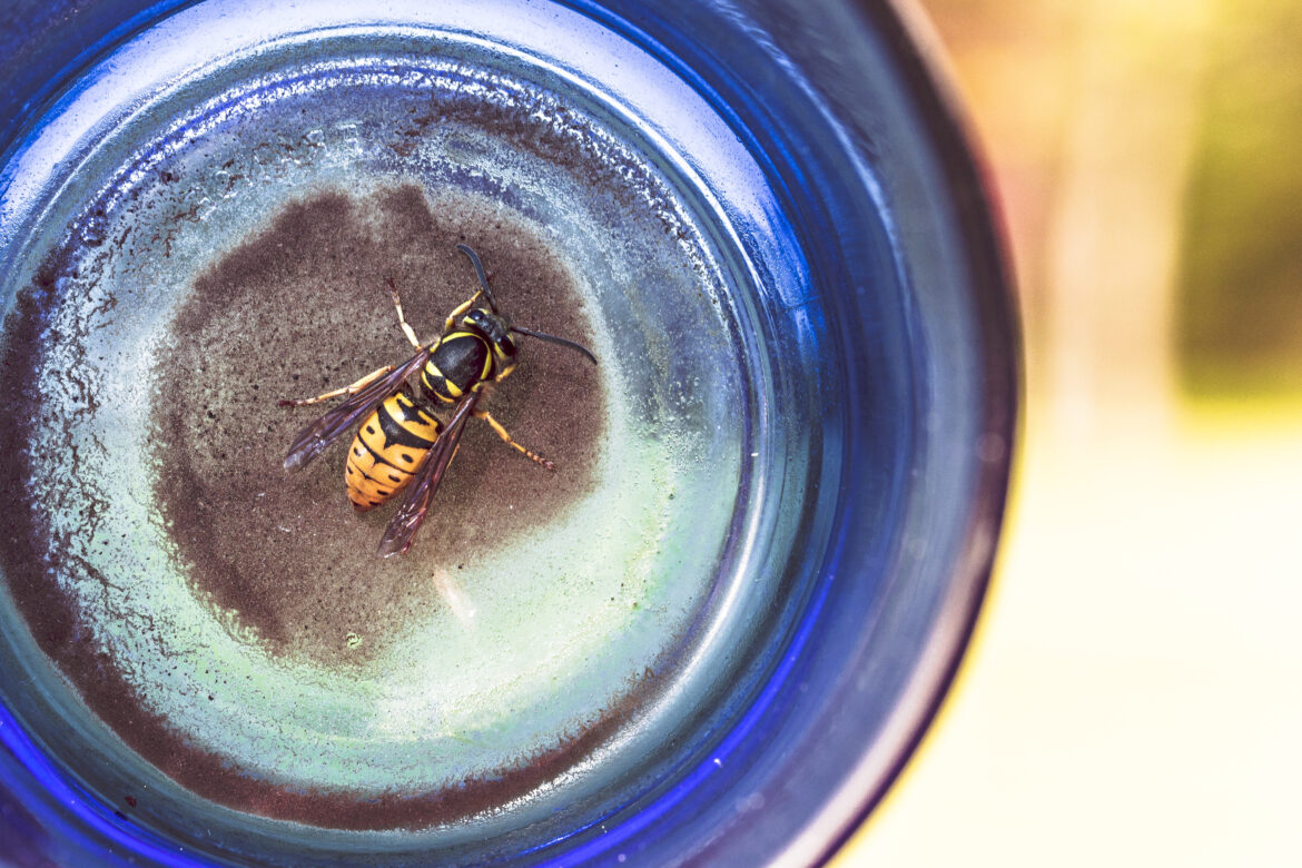 Yellow Bee in Jar Free Stock Photo