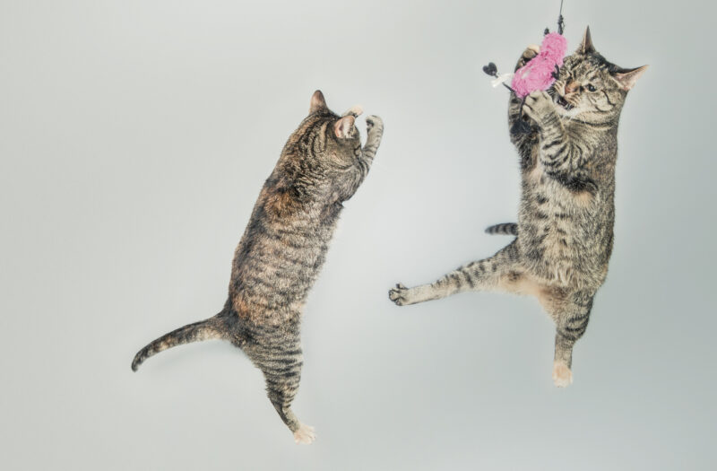 Jumping Cats Free Stock Photo