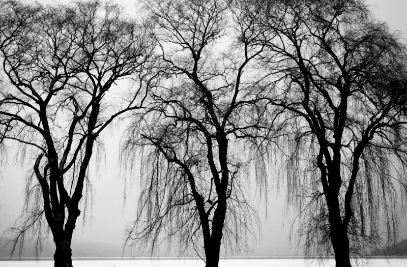Black & White Trees in Winter Free Stock Photo