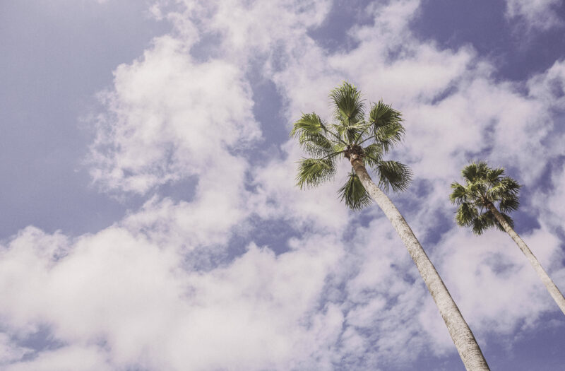 Palm Trees in Summer Free Stock Photo