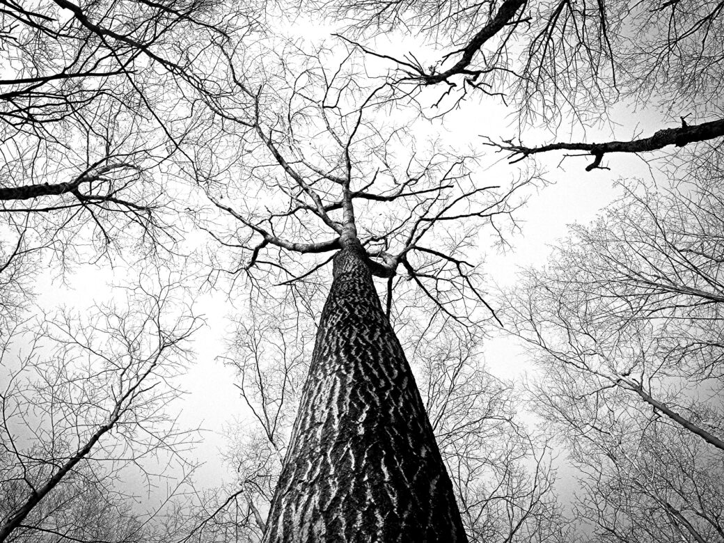 Barren Tree Free Stock Photo