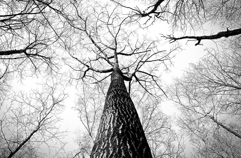 View Barren Tree Free Stock Image