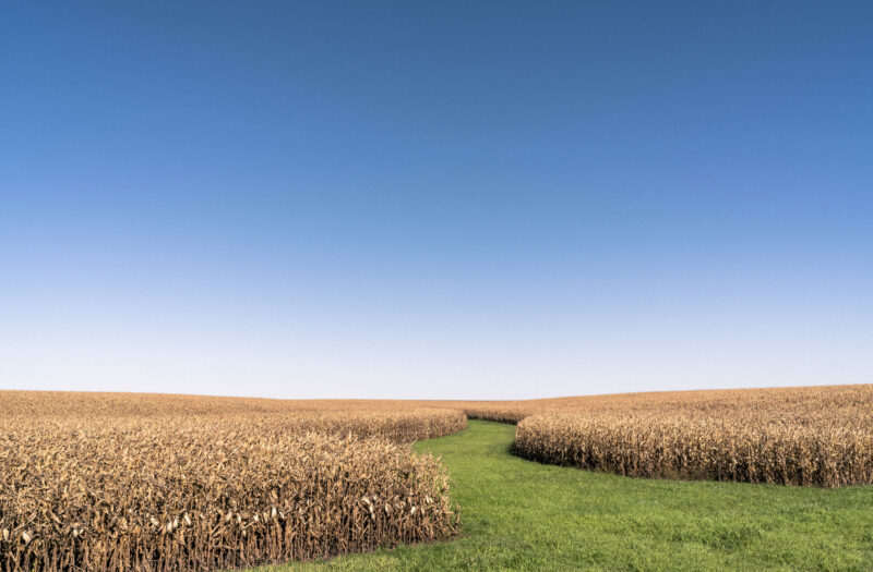 View Corn Field Free Stock Image