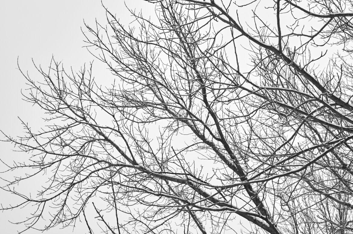 Winter Branches Free Stock Photo