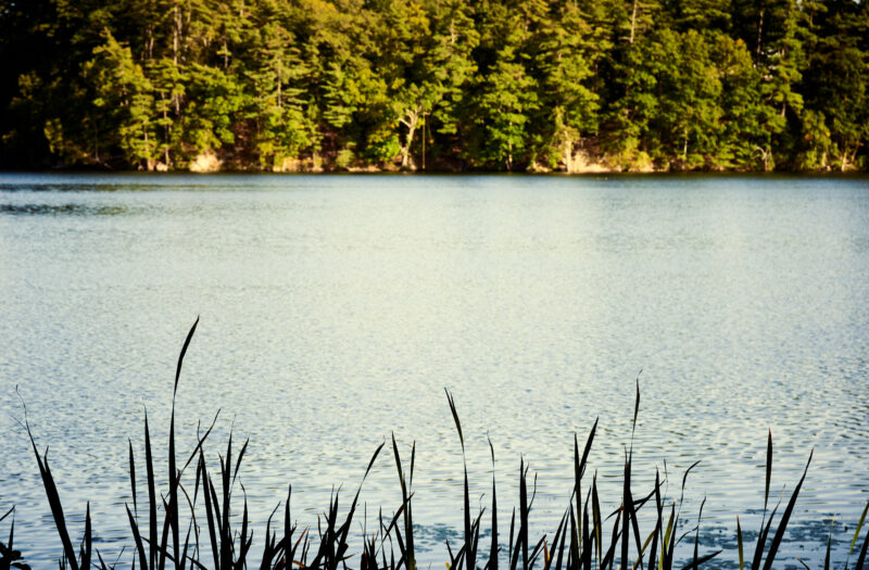 View Marsh Reeds Lake Free Stock Image