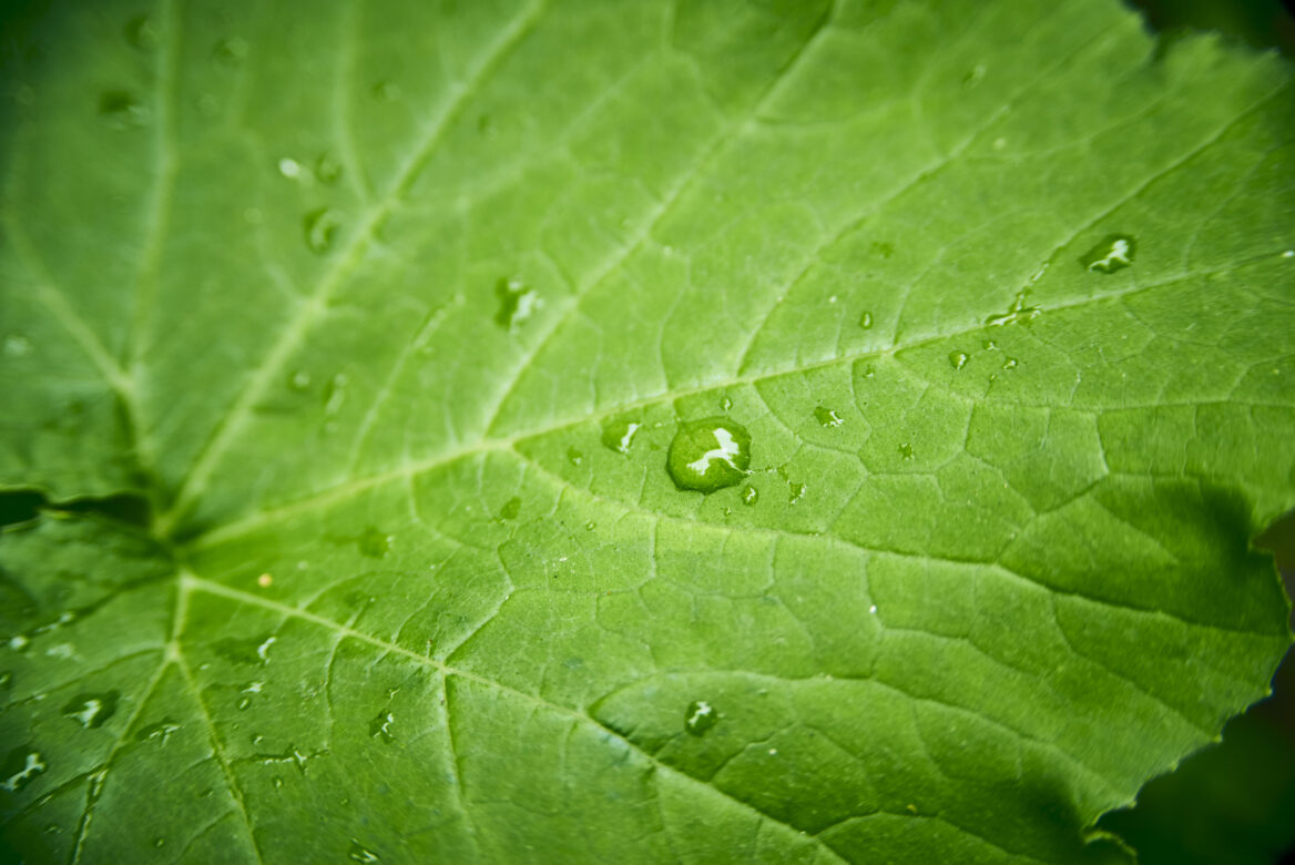Rain Droplets Leaf Free Stock Photo
