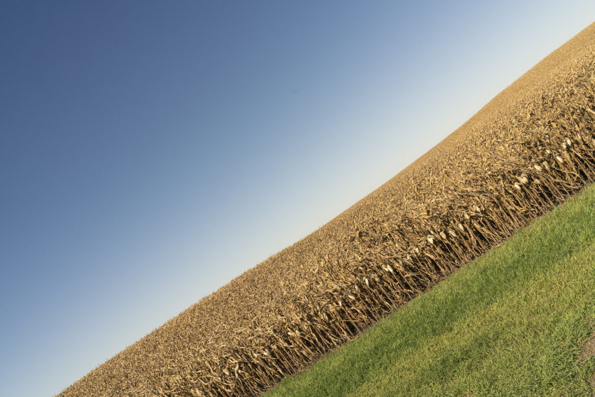 Corn Field Crop Free Stock Photo