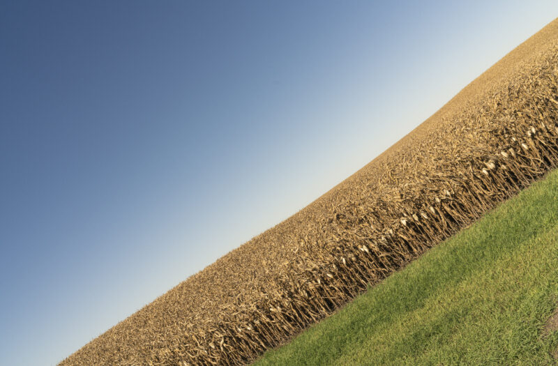 View Corn Field Crop Free Stock Image