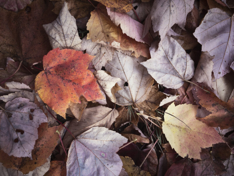 Rustic Fall Leaves Royalty Free HD Stock Photo and Image