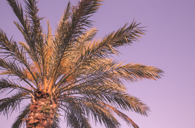 Palm Tree Sky Free Stock Photo